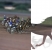 Réunion trot hippodrome