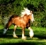 Etalon Irish Cob